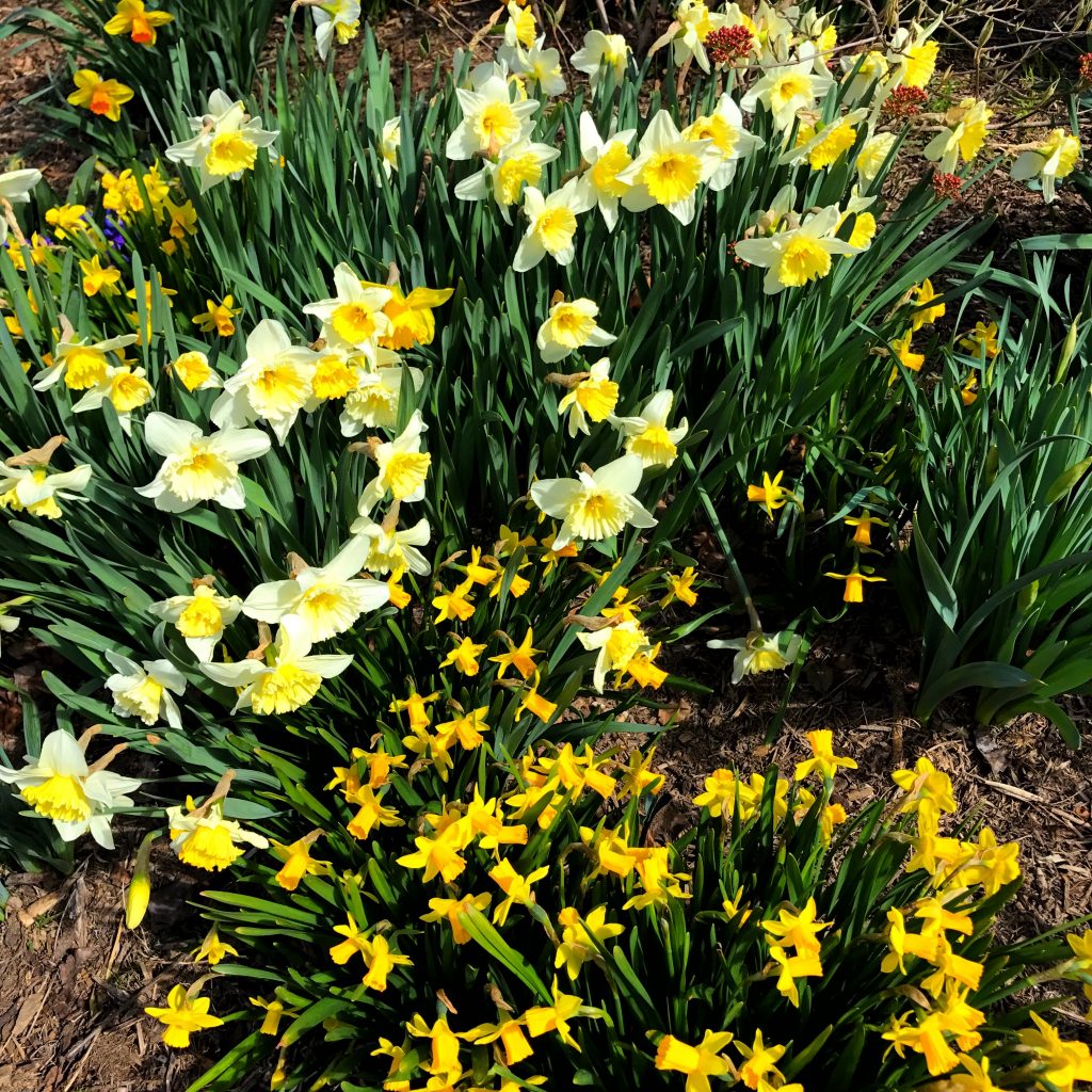 Daffodils at Rydal