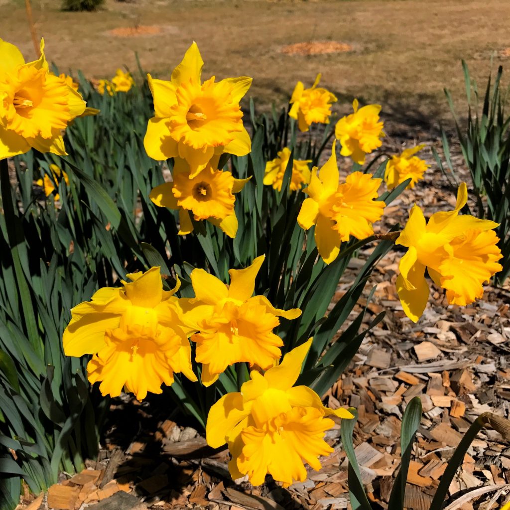 Daffodils at Rydal