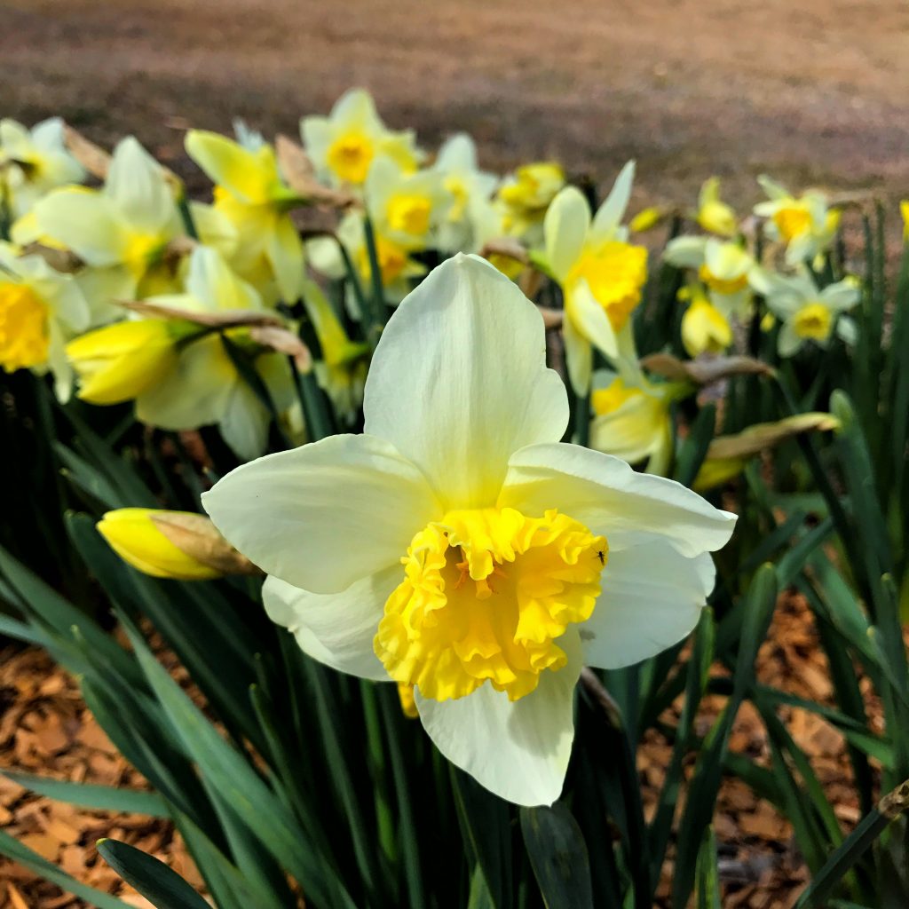 Daffodils at Rydal