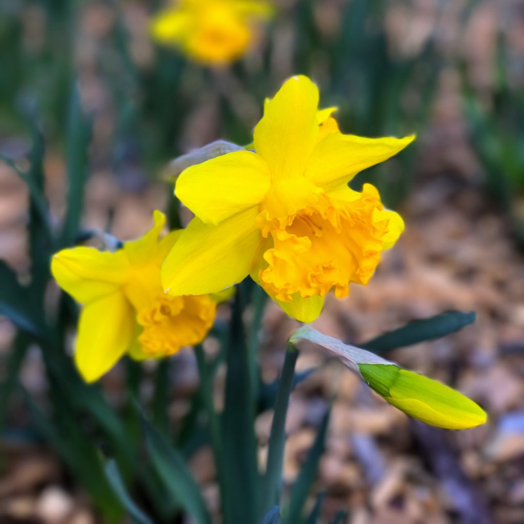 Daffodils at Rydal