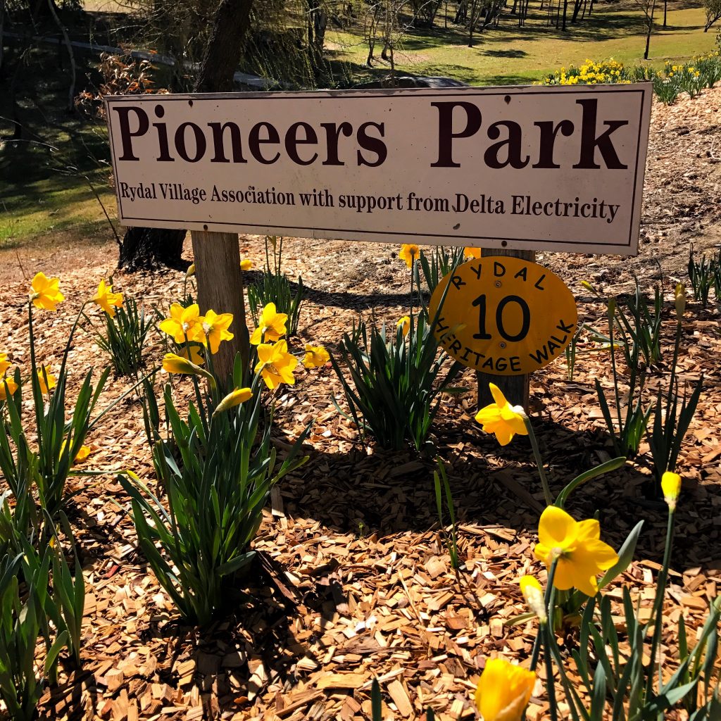 Daffodils at Rydal