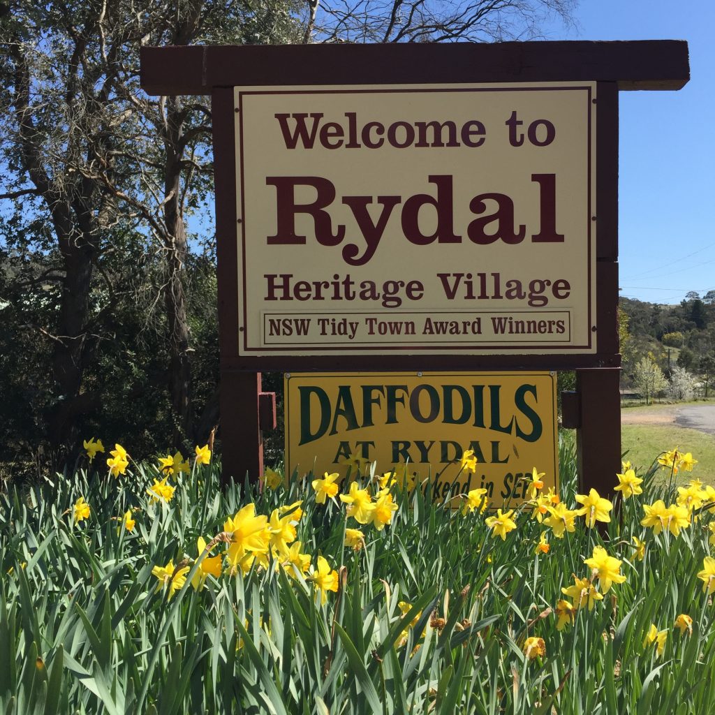 Daffodils at Rydal