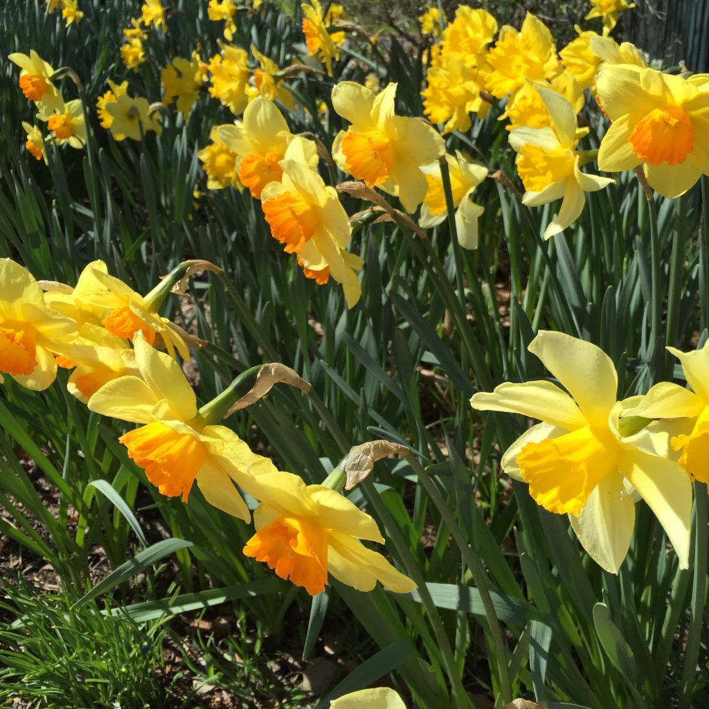 Daffodils at Rydal