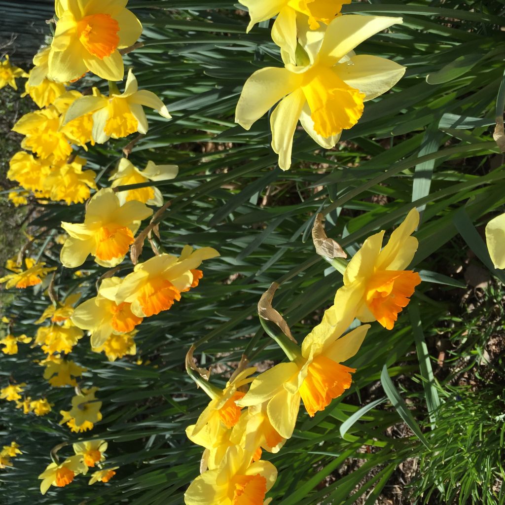 Daffodils at Rydal