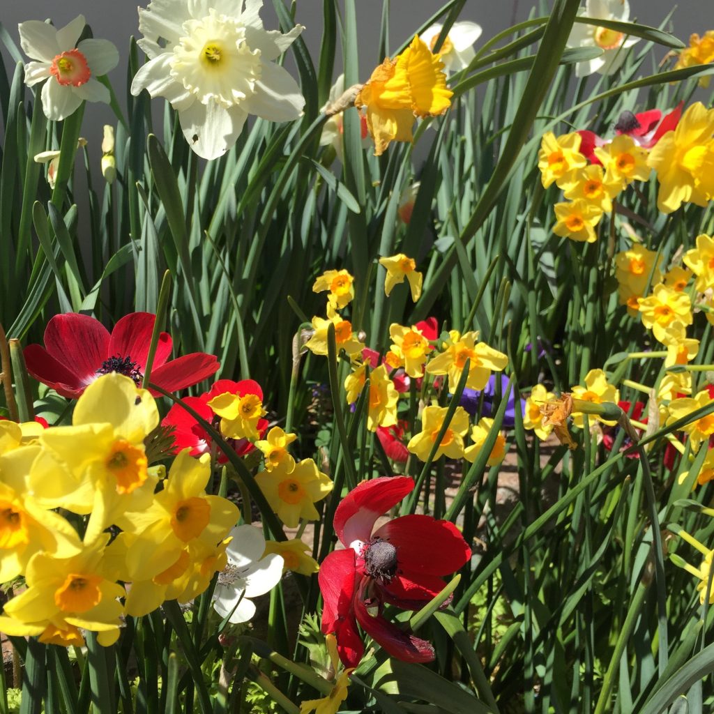 Daffodils at Rydal