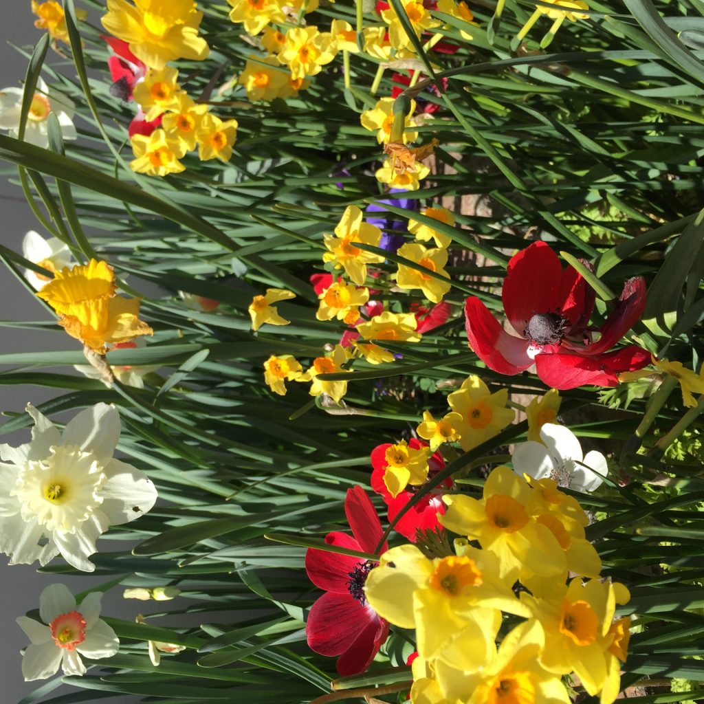 Daffodils at Rydal