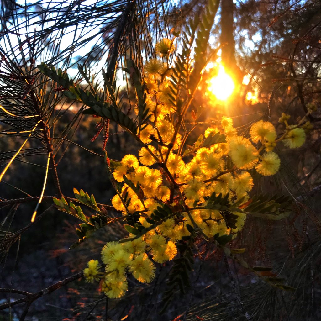 What's on in the Blue Mountains Australia