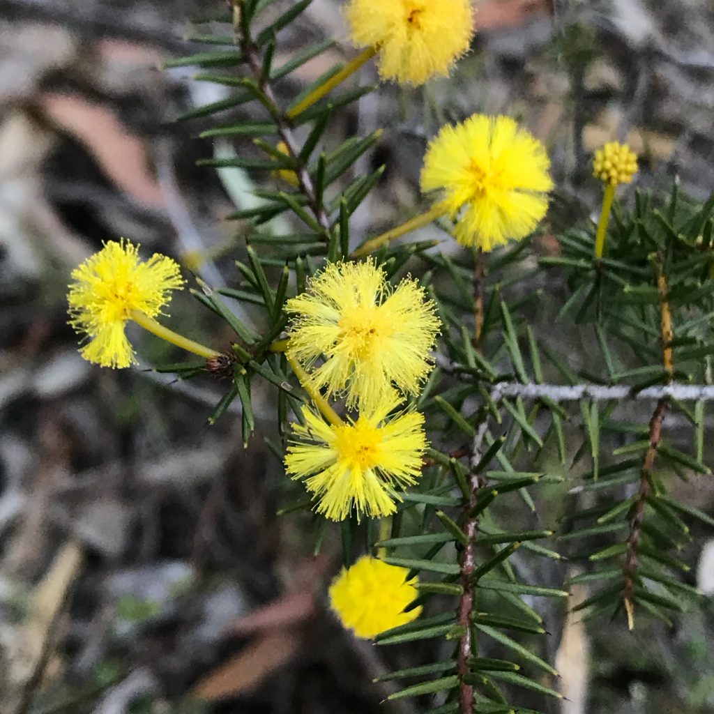 What's on in the Blue Mountains Australia