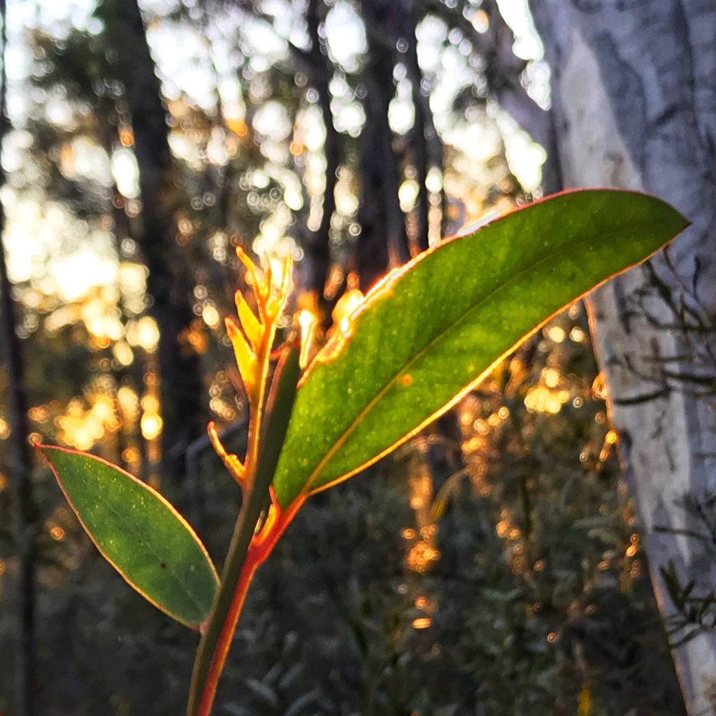 What's on in the Blue Mountains Australia