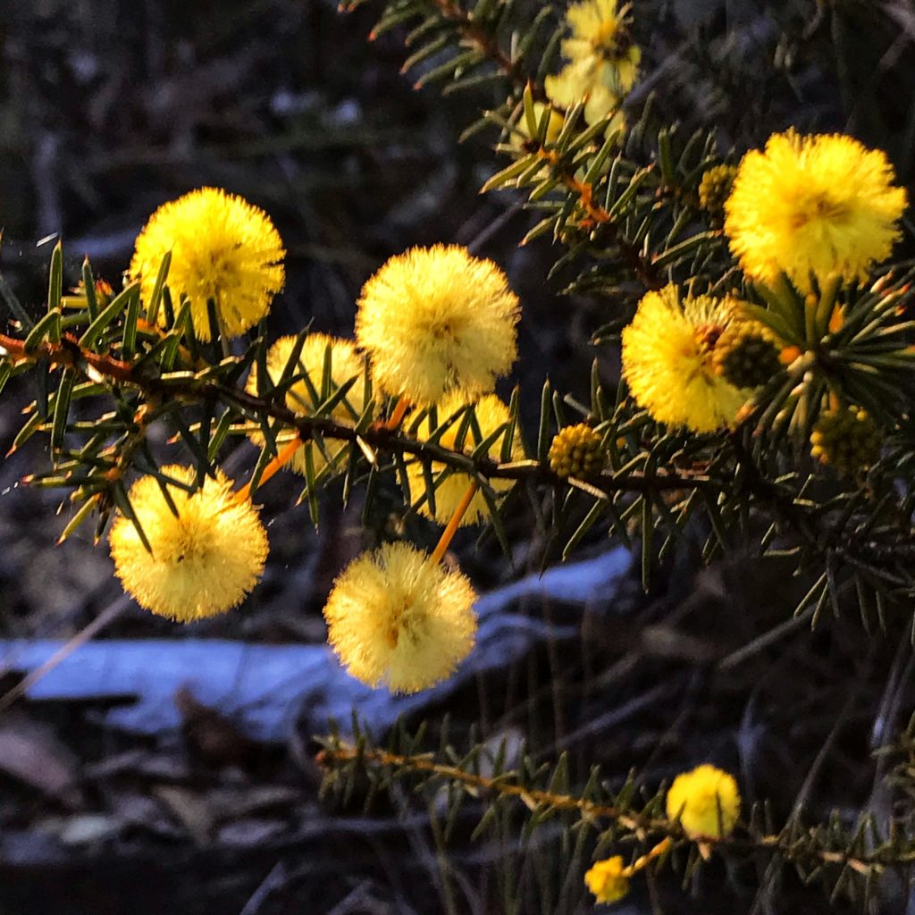 What's on in the Blue Mountains Australia