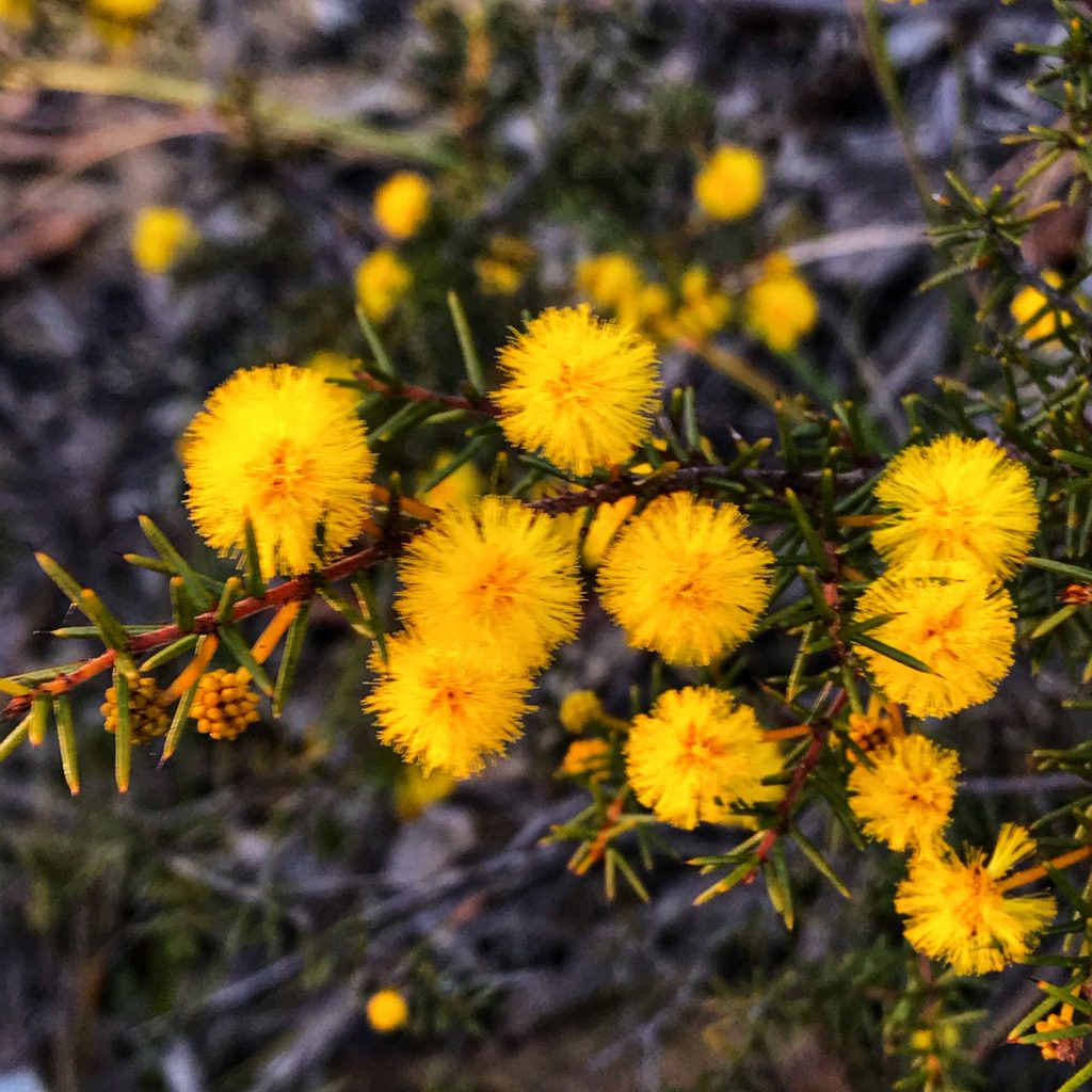 What's on in the Blue Mountains Australia