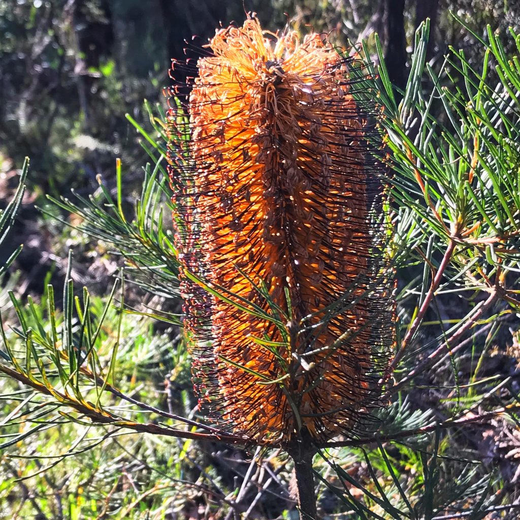 What's on in the Blue Mountains Australia