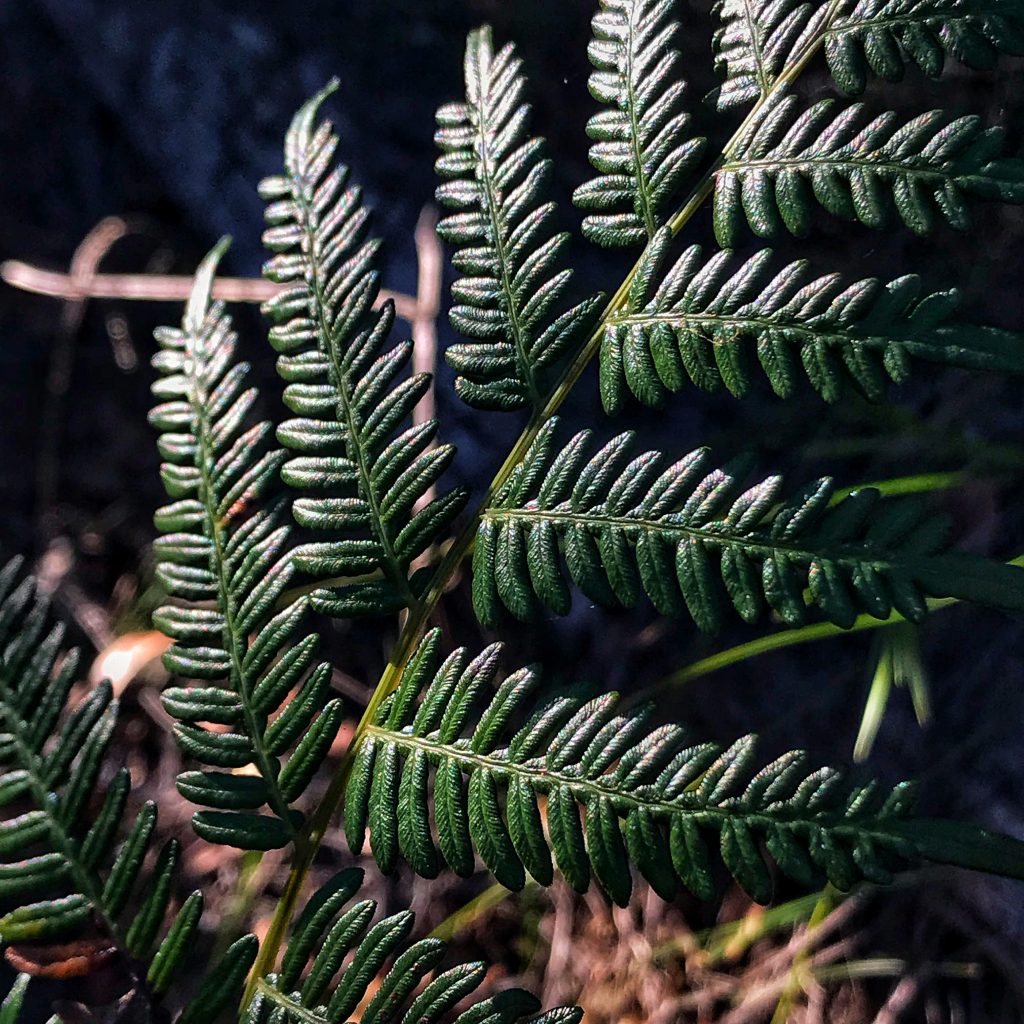 What's on in the Blue Mountains Australia