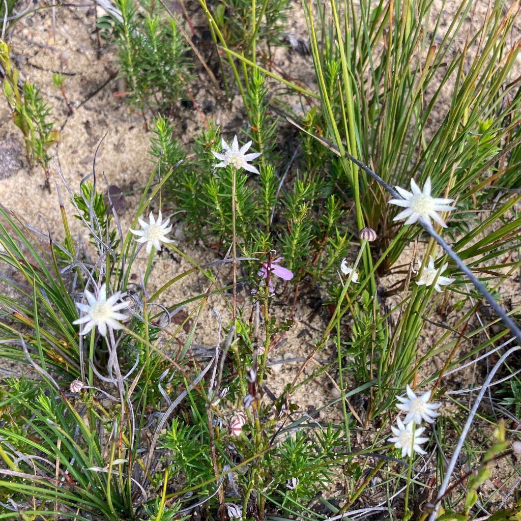 Butterbox Point