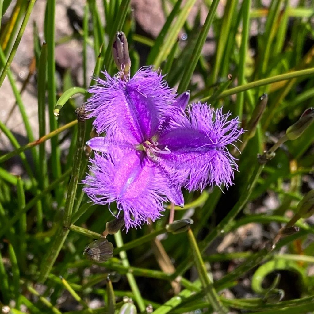 Butterbox Point