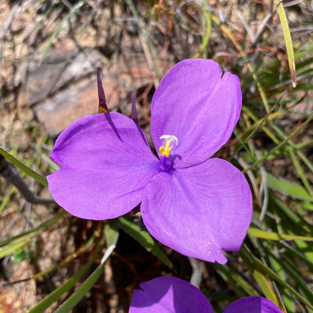 Butterbox Point