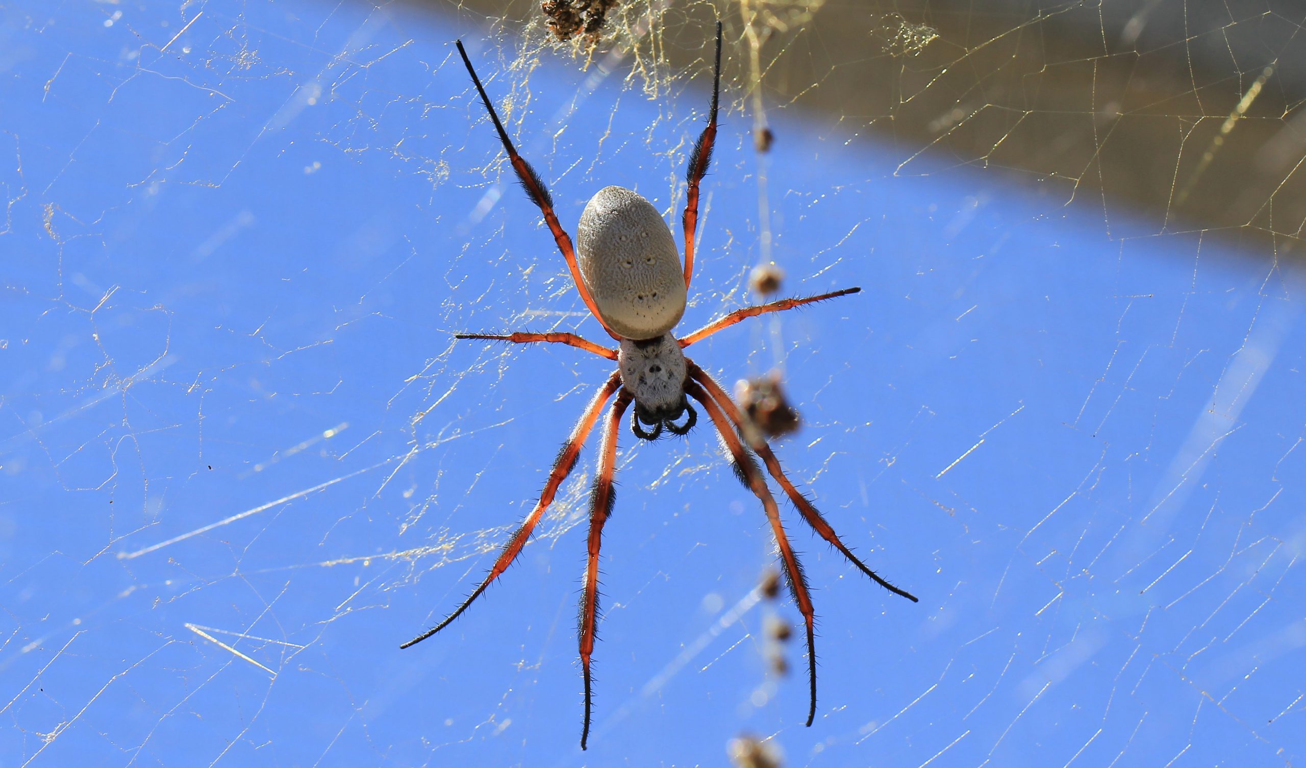 Blog  What Are Orb Weaver Spiders?