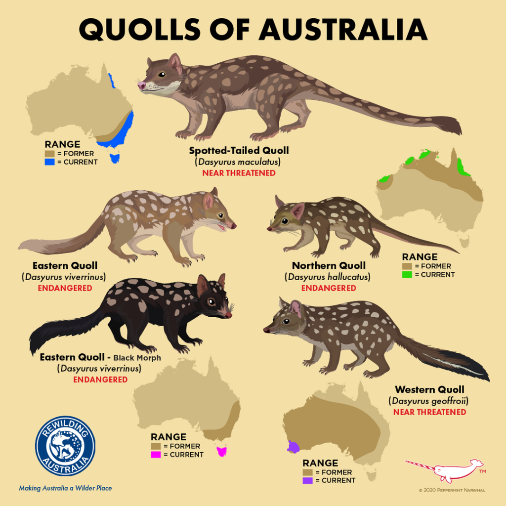 Blue Mountains Quolls