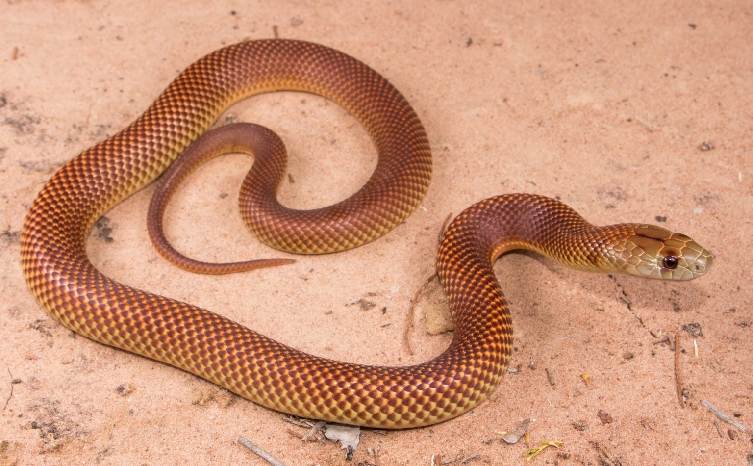 Mulga Snake AKA King Brown Snake