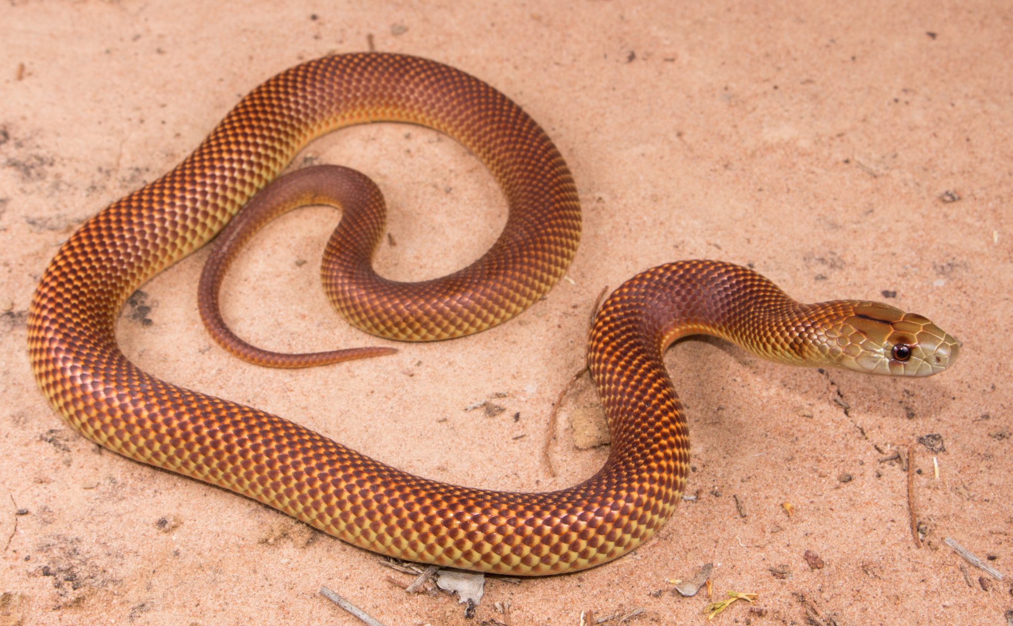 Mulga Snake - AKA: King Brown Snake