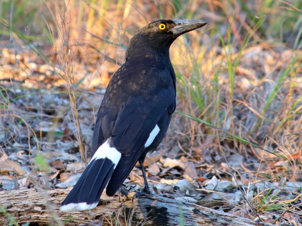 The Stunning Pied Currawong